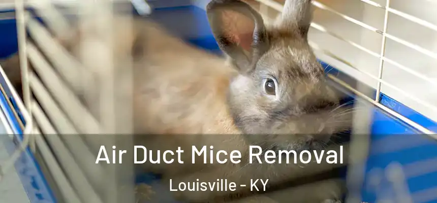 Air Duct Mice Removal Louisville - KY